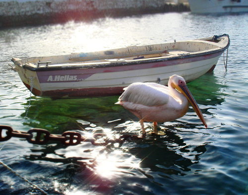 image hover
